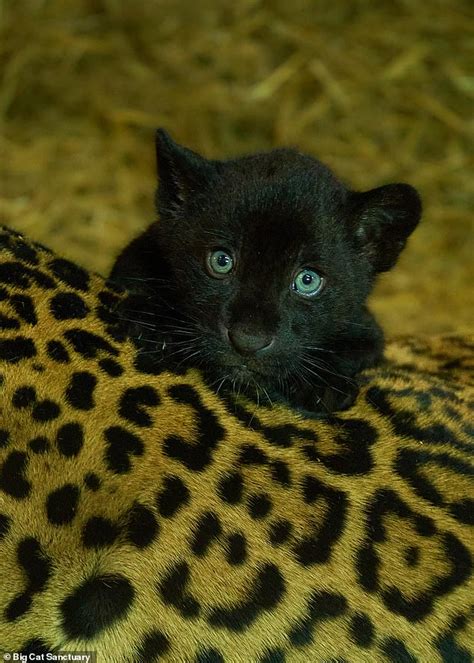 A Precious Arrival Female Black Jaguar Cub Born At Kent Big Cat