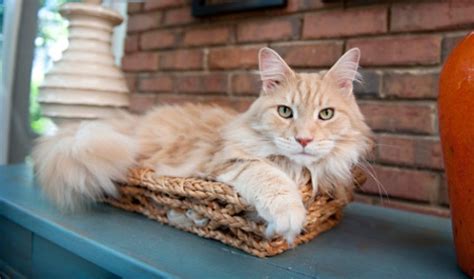 It has a distinctive physical appearance and valuable hunting skills. 20 Things Only Maine Coon Cat Owners Would Understand