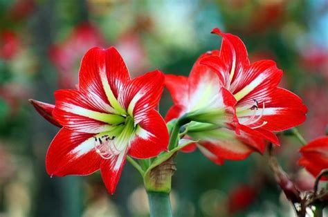 10 Tanaman Hias Bunga Yang Bikin Rumah Makin Cantik Orami