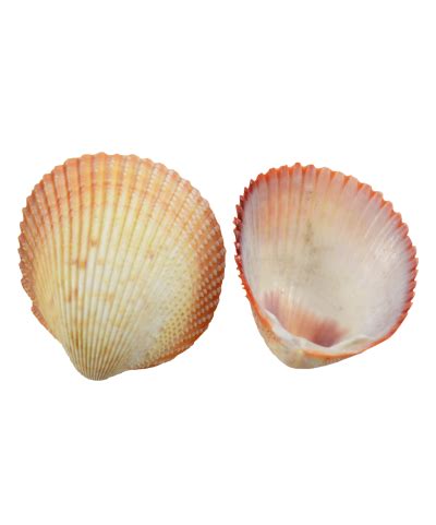 Speckled Cockle Craft Shells 1.5-1.75