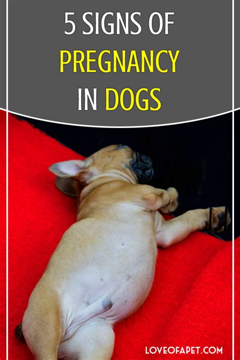 How To Tell If A Dog Is Pregnant
