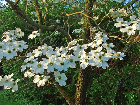 Plant in full sun or partial shade. White Flowering Dogwood Blossoms c2017 / May / Slippery ...