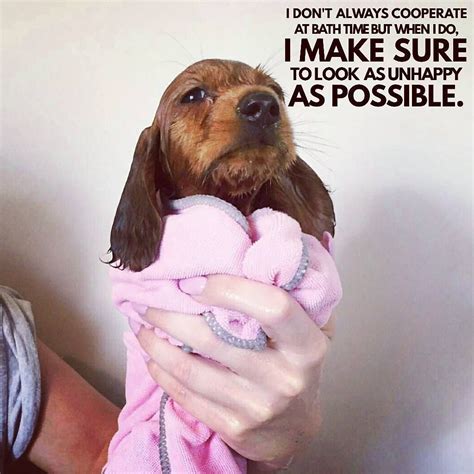 Pin On Dachshund Quotes