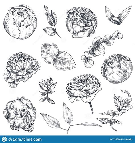 Colección De Plantas Y Flores Dibujadas A Mano Ilustraciones