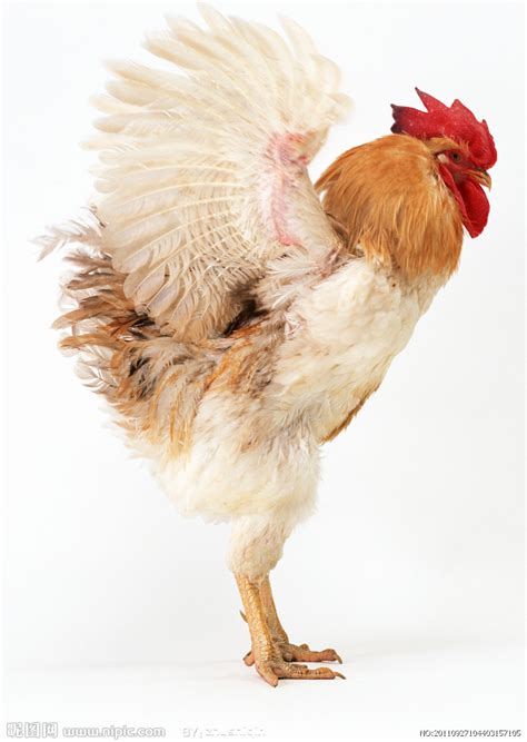 展翅的鸡摄影图家禽家畜生物世界摄影图库昵图网