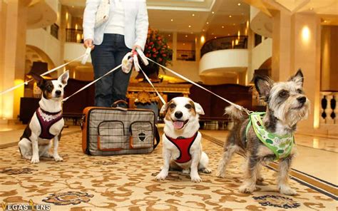 12 Best Pet Friendly Hotels In Las Vegas For 2022