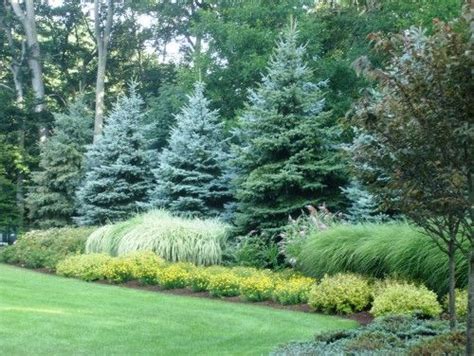 Privacynaturally Privacy Landscaping Evergreen Landscape