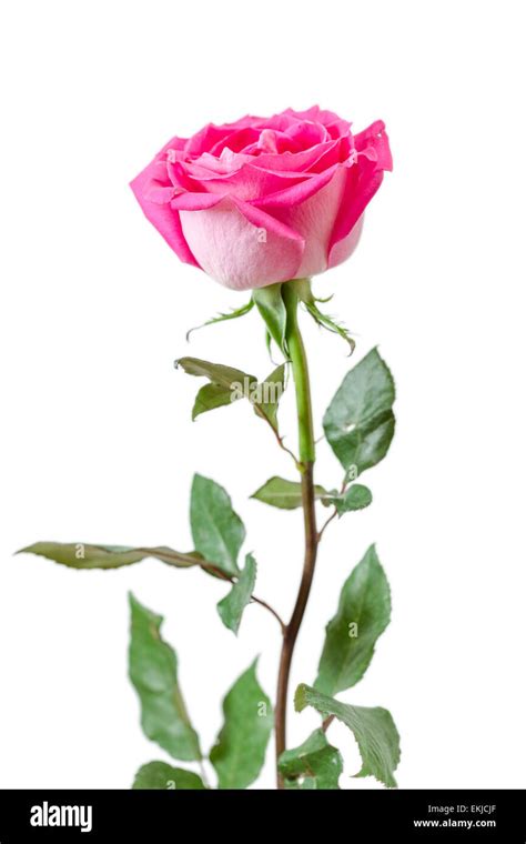 Beautiful Pink Rose Isolated On White Background Stock Photo Alamy