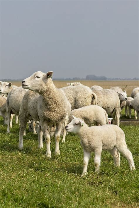 Sheep Lambs Herd Free Photo On Artofit
