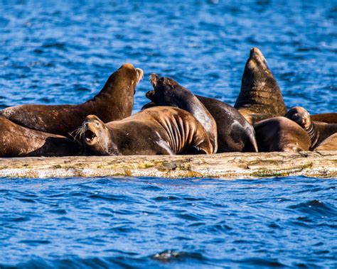 Ocean Mammals - bradbarnesphotography