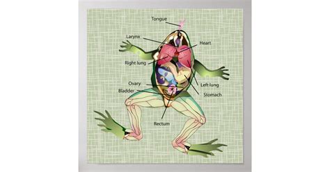 The Frogs Anatomy Illustration Poster Zazzle