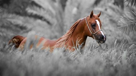 Horse Wallpapers Hd