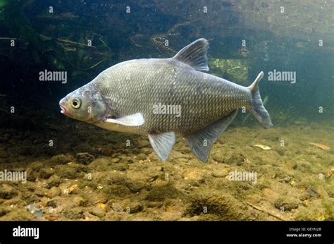 Common Bream Hi Res Stock Photography And Images Alamy