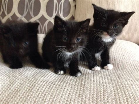 If you haven't found the perfect kitten for sale or. 3 kittens for sale 1 x black and 2 black & white | Torquay ...