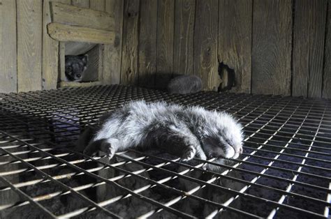 Fur Farming Animal Welfare Problems