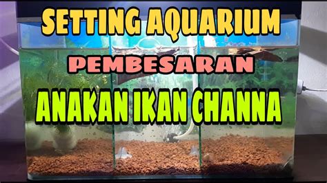 CARA SETTING AQUARIUM PEMBESARAN ANAKAN IKAN CHANNA CHANNA