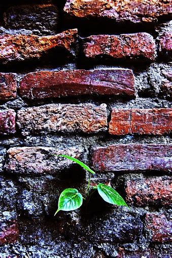 Little Tree Grow On Brick Wall Stock Photo Download Image Now