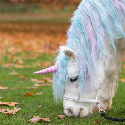 Real Life Unicorn Experience Accused Of Demeaning Horses