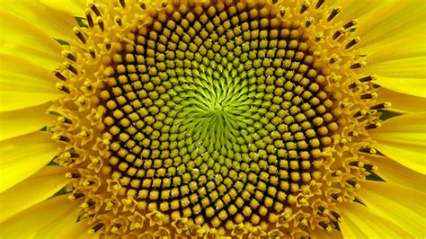 A golden spiral is one which becomes φ times wider with each quarter. Golden Ratio and Sacred Geometry in Nature • to travel is ...