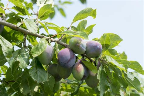 How To Grow The Best Fruit Trees For Your Garden Hgtv