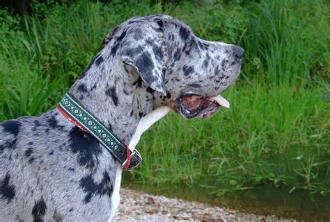 Whats A Harlequin Great Dane