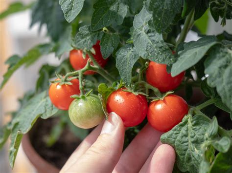 ¿cómo Cultivar Tomate Cherry En Maceta Huerto En Casa