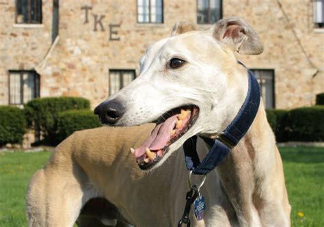 English Greyhound Dogs Breeds