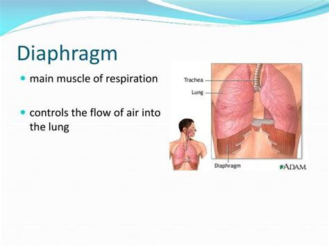 Ppt The Respiratory System Powerpoint Presentation Id2439774