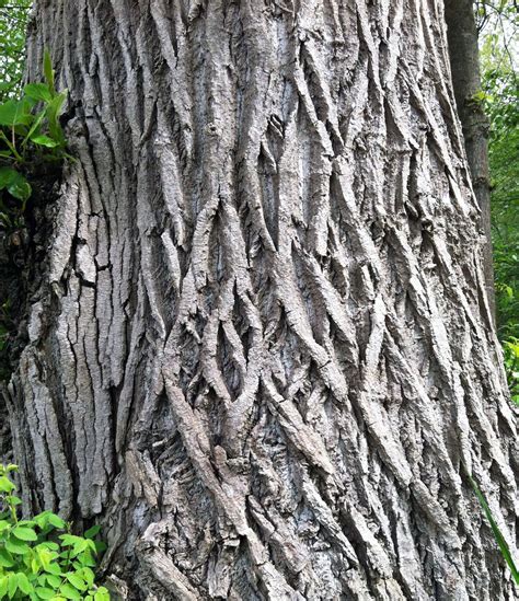 Factors To Remember For Cottonwood Tree Identification Gardenerdy