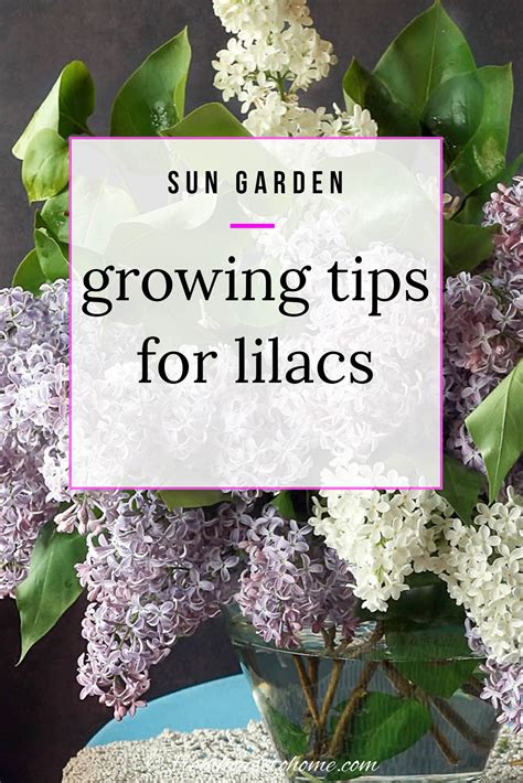 How To Grow Lilacs Springs Most Fragrant Flower