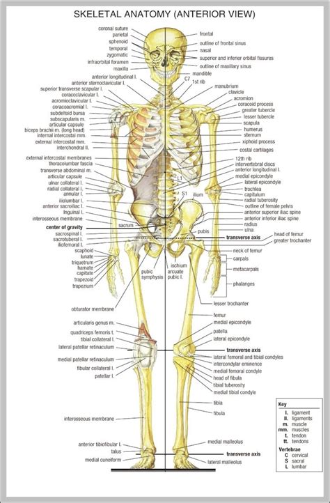 Body Skeleton Anatomy System Human Body Anatomy Diagram And Chart