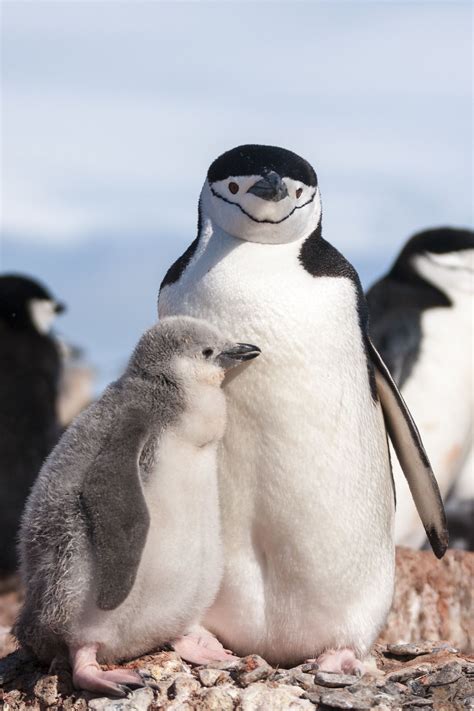 Mother And Child Chinstrap Penguin Penguins Pet Birds