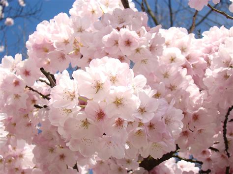 Bright Pastel Pink Spring Tree Blossom Flowers Baslee By