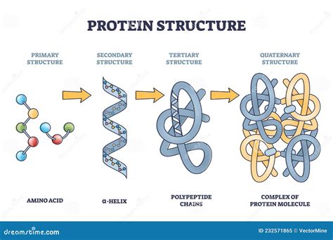 Protein Structure Levels From Amino Acid To Complex Molecule Outline