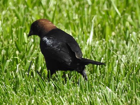 Brown Headed Cowbird Nesting Feeding Mating Habits Bad Birds