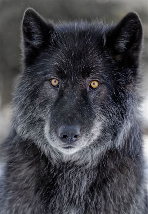 30 Wolf Dog Photos That Look Like Wolves Fallinpets