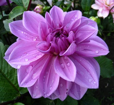 Tanaman jenis dandelion ini dikenal juga dengan sebutan sebagai bunga randa tapai yang berasal dari benua eropa dan asia. komunitas bunga: Aneka Warna Bunga Dahlia