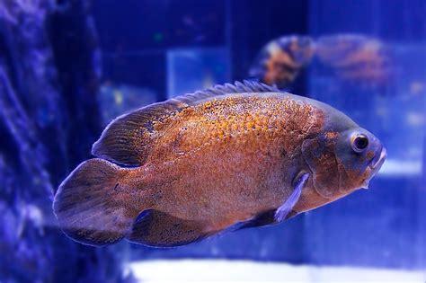 Oscar Fish Species Profile Care Tank Size And Tank Mates