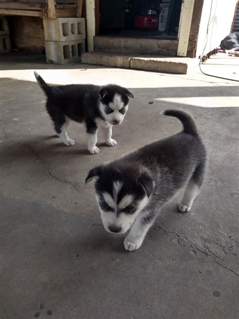 Here you will find beautiful siberian husky puppies that are bred for quality, temperament, proper conformation, and companionship. Siberian Husky Puppies For Sale | Houston, TX #317804