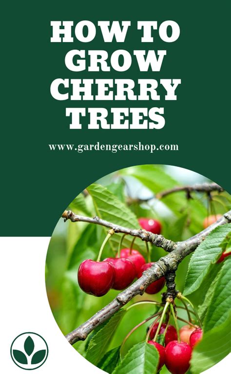 Planting Cherry Trees From Seed Loud Forum Diaporama
