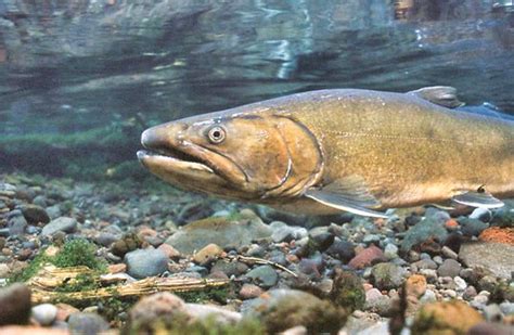 Bull Trout Salvelinus Confluentus · Inaturalist