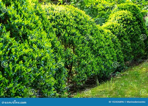 Formed Trimmed Bushes Of Old Boxwood Buxus Sempervirens Which Has Been