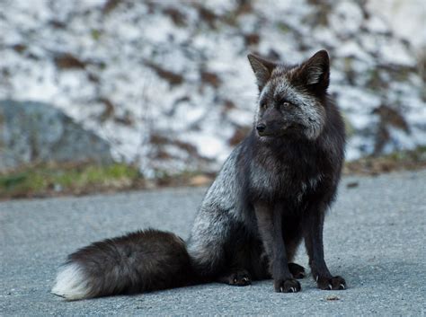 Cascade Fox 5 Grey A Cascade Fox Aka Red Tail Fox Near Par Flickr