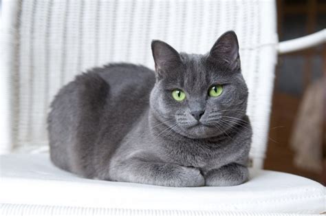 Facts About Russian Blue Cats What You Need To Know About These Kitties