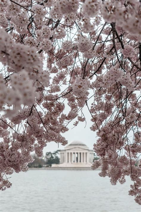 Cherry Blossoms Washington Dc Desktop Wallpapers On Wallpaperdog