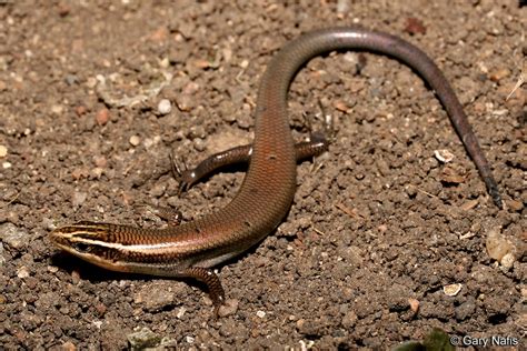 Long Lined Skink Plestiodon Tetragrammus Tetragrammus