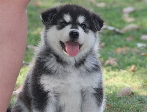 The alaskan malamute is no exception to this rule. Alaskan Malamute Puppies For Sale | Anderson, IN #260544