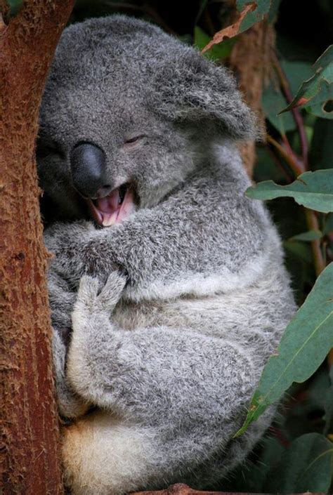 Laughing Koala Happy Animals Nature Animals Animals And Pets Funny