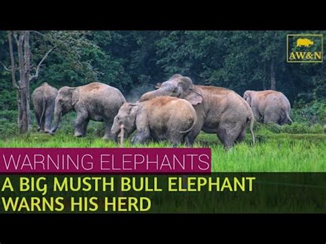 Warning Elephants A Big Musth Bull Elephant Warns His Herd K Video Youtube