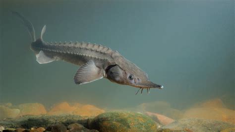 L esturgeon une espèce menacée WWF Underwater Drawing You Make